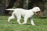 LAGOTTO 035
